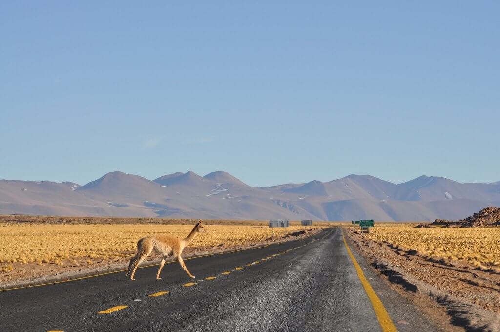 Fauna e Flora no Atacama. Fonte: Atacama. Fonte: troita_, Flickr. 