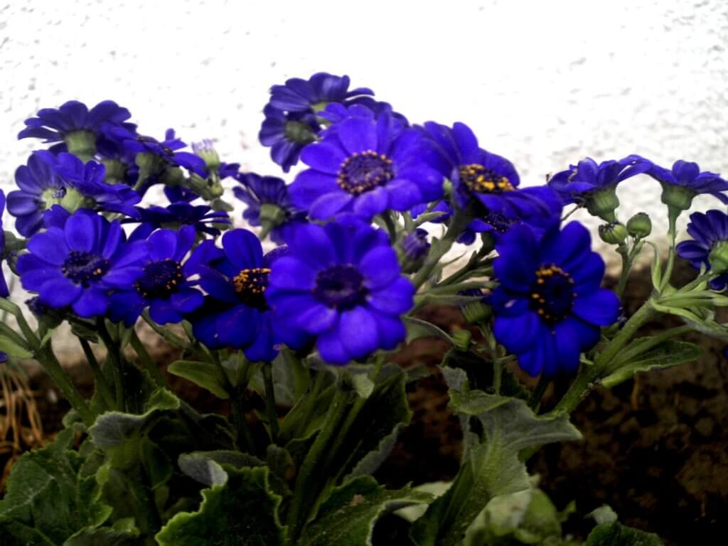 Flores de Arica. Fonte: Zorka Ostojic Espinoza.