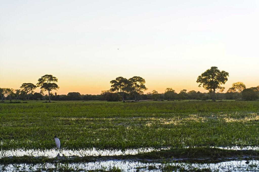 Pantanal Mato-grossense. Fonte: Tambako The Jaguar, Flickr. 